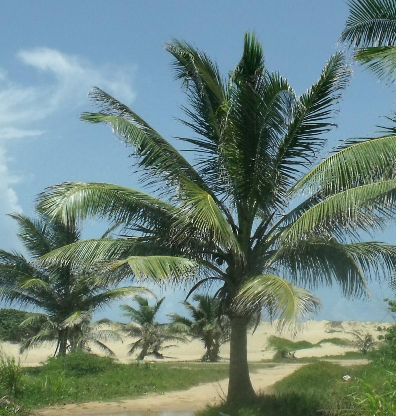 dunas de isabela - apartamentos y villas de playa en isabela pr
